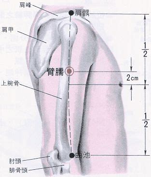 臂儒穴|醫砭 » 經穴庫 » 臂臑